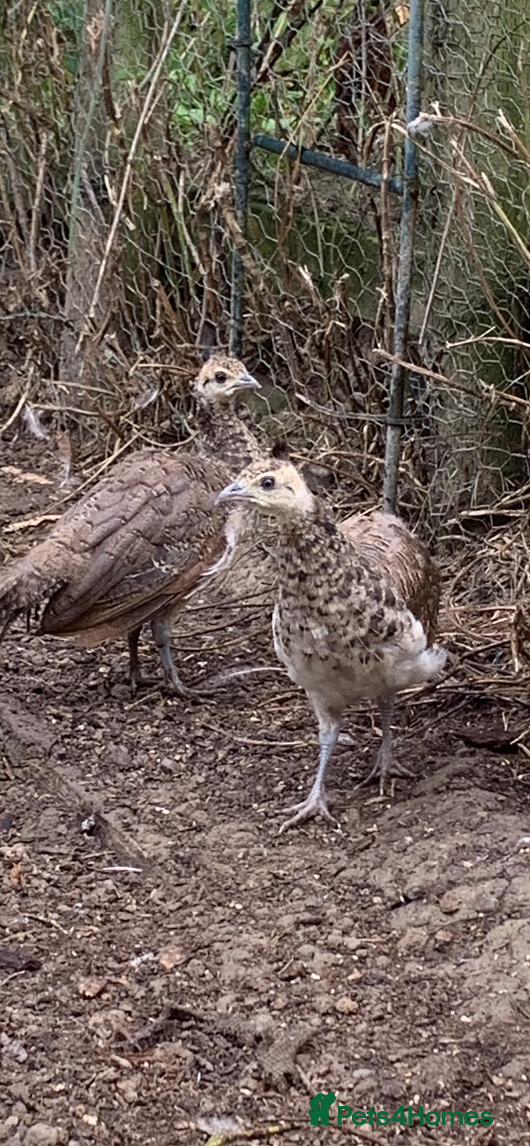 Peafowl poultry for sale: Peafowl chicks & peahen forsale - Image 2