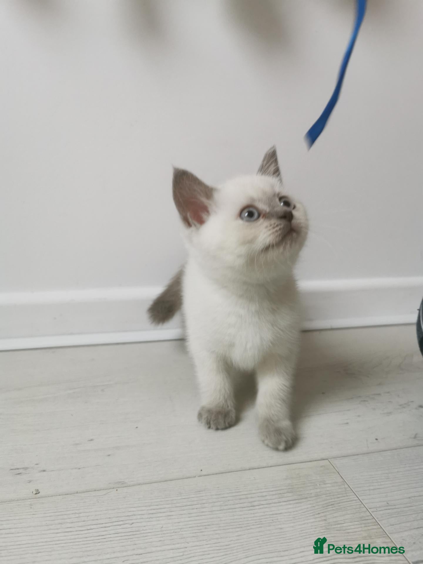 British Shorthair cats British Shorthair Points  - Advert 2