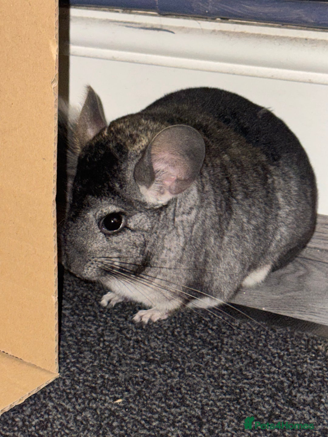 Chinchilla rodents for sale: Male chinchillas for sale (bonded  - Advert 10