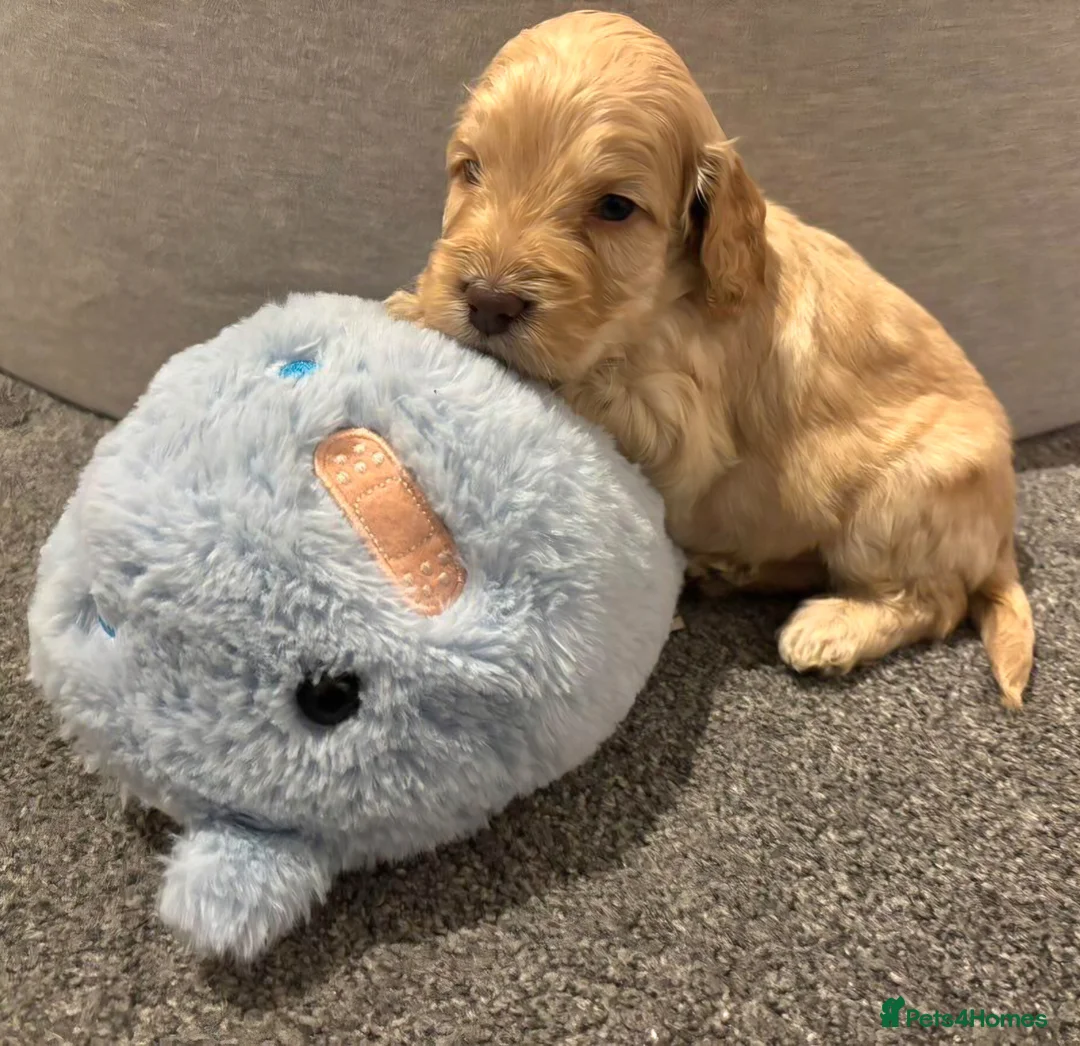 Cockapoo dogs for sale: Cockapoo Puppies - Advert 5