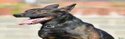 Mixed Breed dogs for sale: 🔥 PH1 BULLHERDERS BREEDING 🔥 - Advert 11