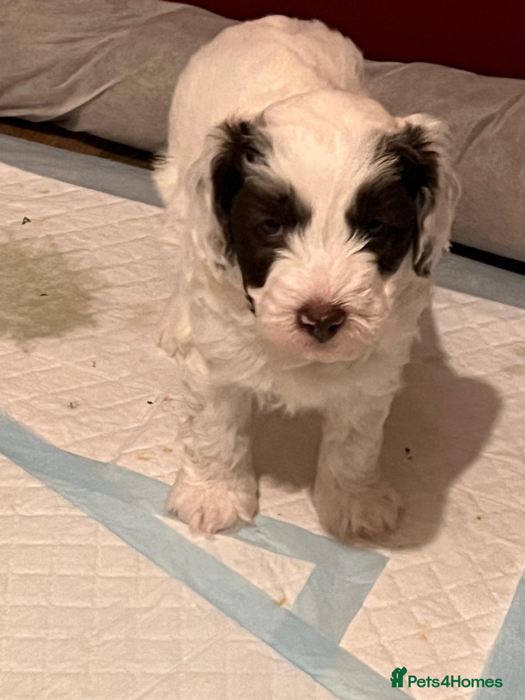 Cockapoo dogs for sale: Cockapoo puppies  - Advert 10