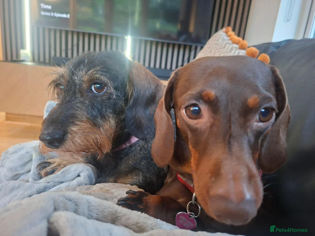 Dachshund dogs for sale: Two beautiful girls in Chorley - Advert 1