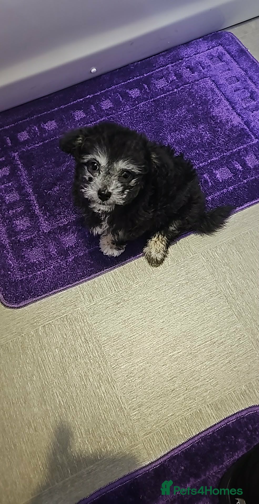 Mixed Breed dogs Chinese crested shih tzu - Advert 1