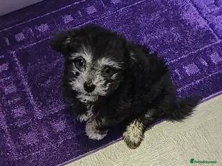 Mixed Breed dogs Chinese crested shih tzu - Advert 1