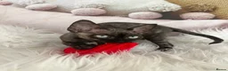 Devon Rex cats for sale:  Affectionate kittens - Advert 2