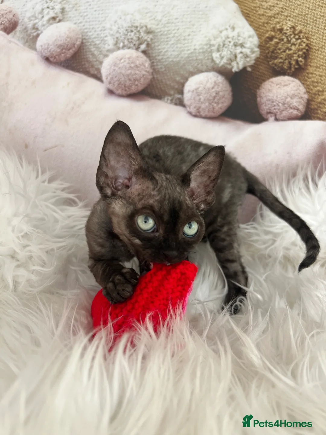 Devon Rex cats for sale:  Affectionate kittens - Advert 2