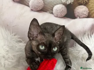 Devon Rex cats Affectionate kittens - Advert 2