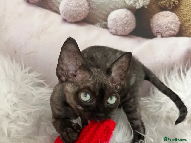 Devon Rex cats Affectionate kittens - Advert 4