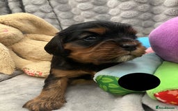 Cavalier King Charles Spaniel dogs for sale: KC Registered Puppies from Health Tested Parents  - Image 10