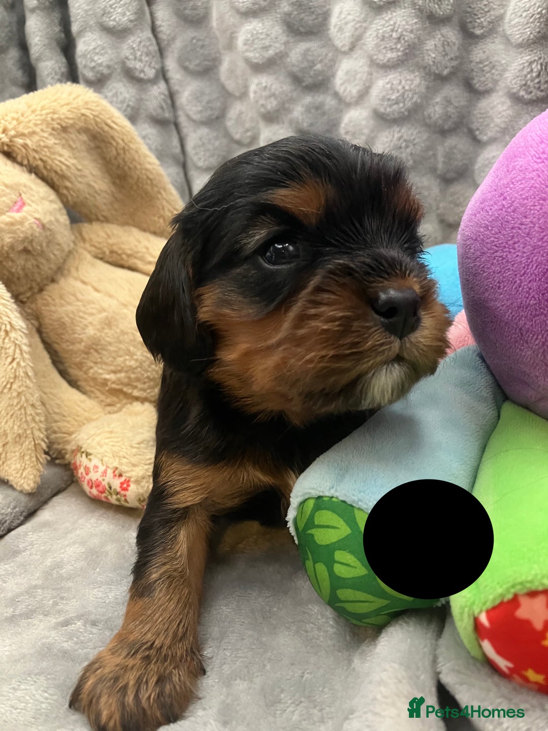 Cavalier King Charles Spaniel dogs for sale: KC Registered Puppies from Health Tested Parents  - Image 10