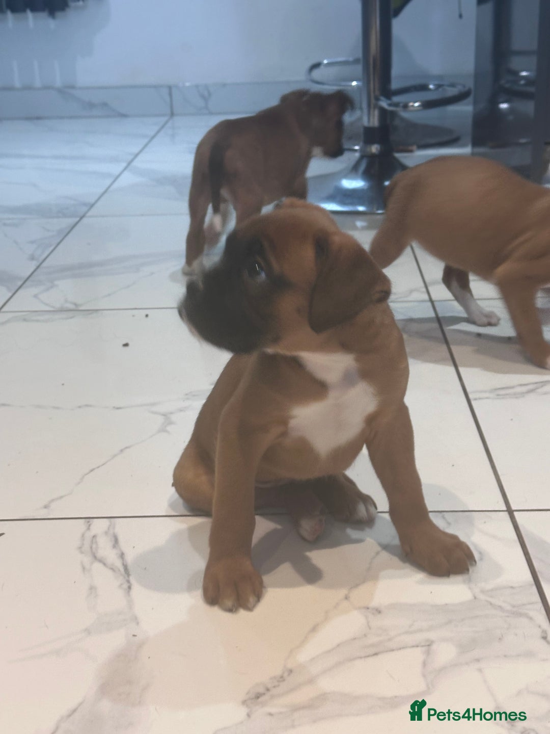 Boxer dogs for sale: Last female boxer looking for there new  home  - Advert 3