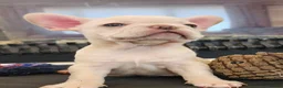 French Bulldog dogs for sale: Platinum French Bulldog Puppies - Advert 1