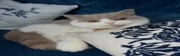 British Shorthair cats for sale: Beautiful British short hair kittens - Advert 4