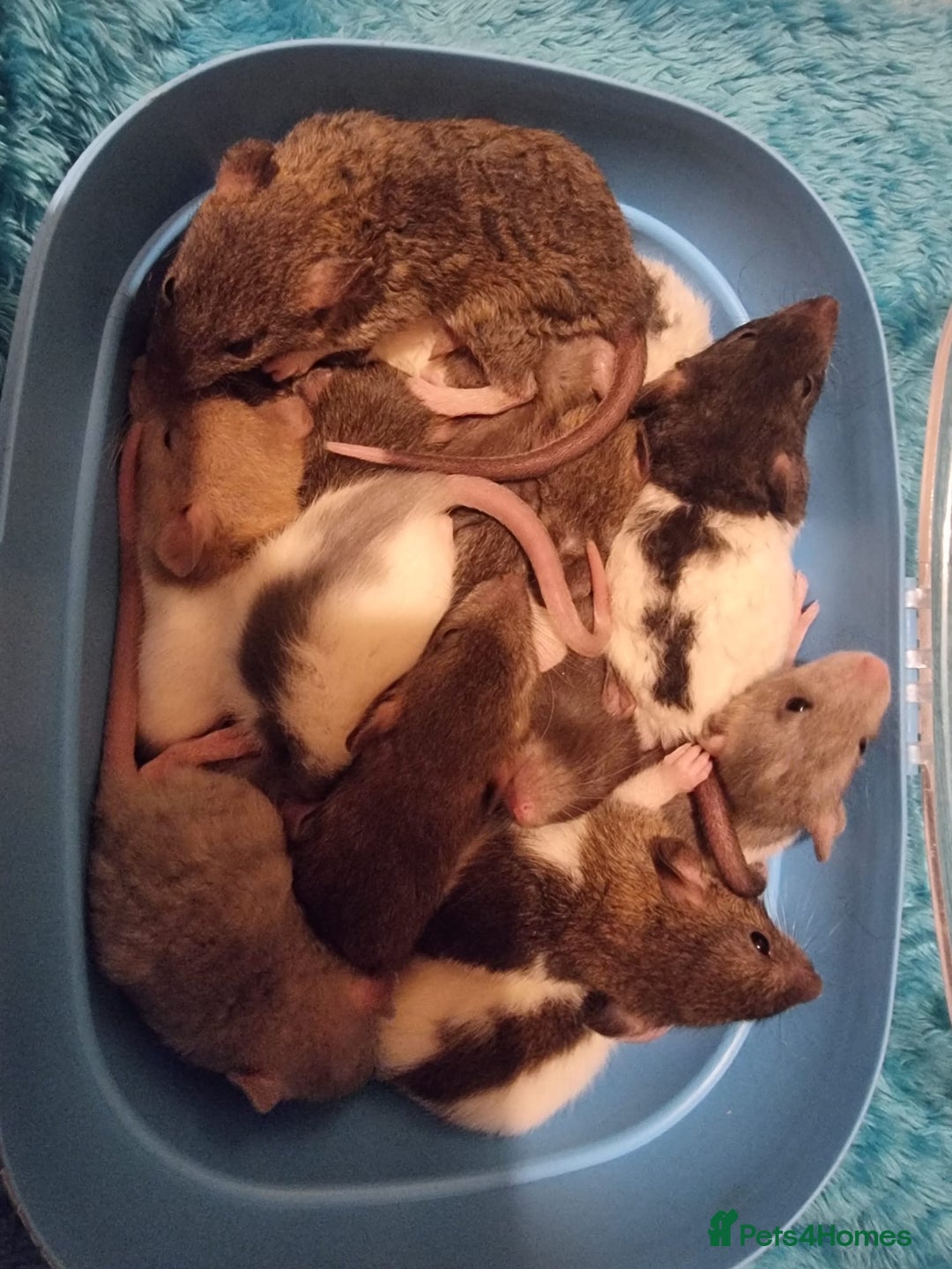 Rat rodents for sale: Baby rats looking for 5*homes only  - Advert 14