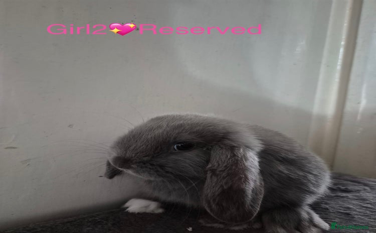Mini Lop rabbits - Advert 14