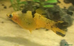 Other/Mixed Breed fish for sale: All fish sold individually for 10£ (info below) - Image 20
