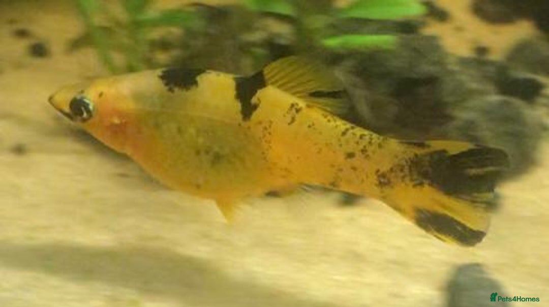 Other/Mixed Breed fish for sale: All fish sold individually for 10£ (info below) - Image 20