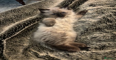 Ragdoll cats - Advert 11