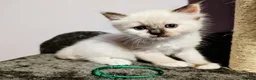 Ragdoll cats for sale: Ready for New Homes. Tortie and tabby ragdolls - Advert 36