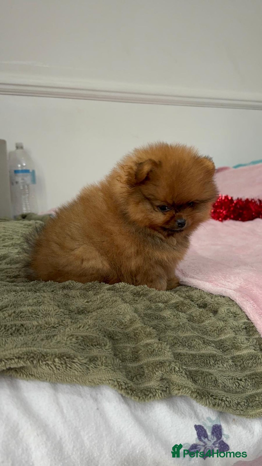Pomeranian dogs for sale: Luxury puppy for sale - Advert 10