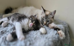 Ragdoll cats for sale: *READY NOW* RAGDOLL CROSS LONG-HAIRED - Image 17