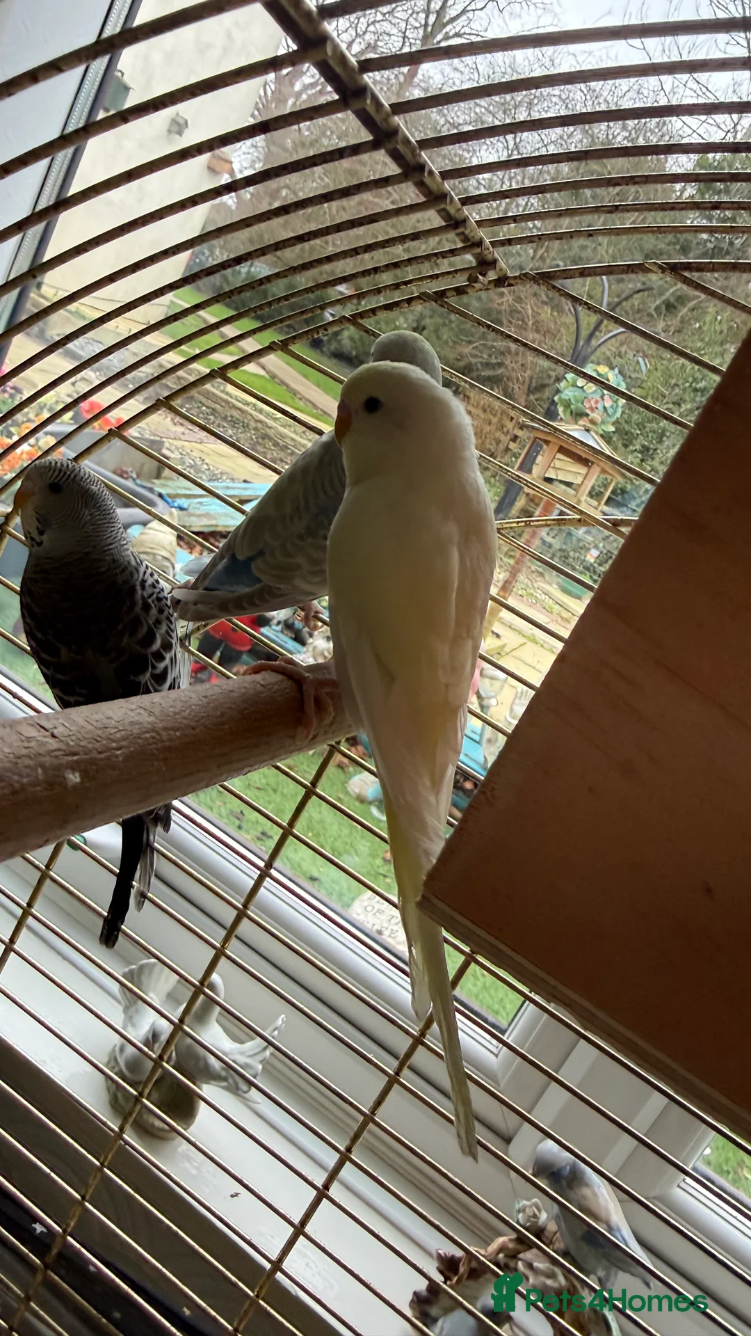 Budgerigars birds for sale: budgies - Advert 3