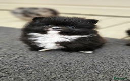 Pomeranian dogs for sale: teacup pomeranian puppies  - Image 8