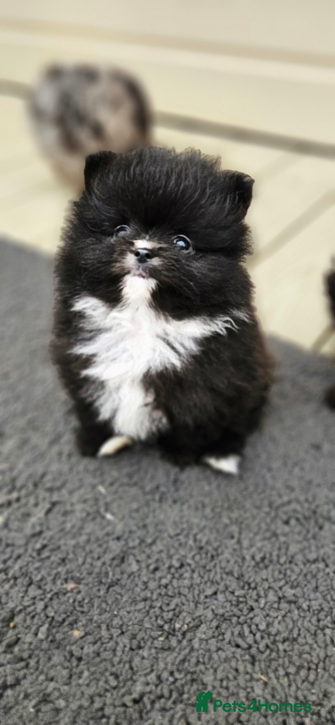 Pomeranian dogs for sale: teacup pomeranian puppies  - Image 8