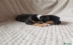Mixed Breed dogs for sale: Beautiful Mini - Bull pups for sale  - Image 5
