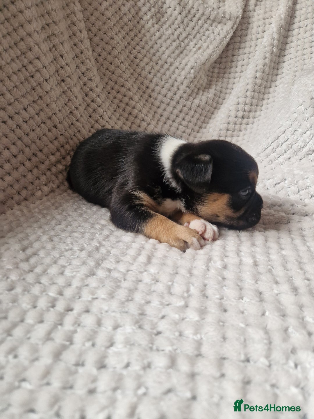 Mixed Breed dogs for sale: Beautiful Mini - Bull pups for sale  - Image 5