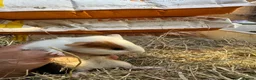 Guinea Pig rodents for sale: 6 beautiful guinea pigs very friendly - Advert 3