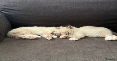 Ragdoll cats - Advert 13