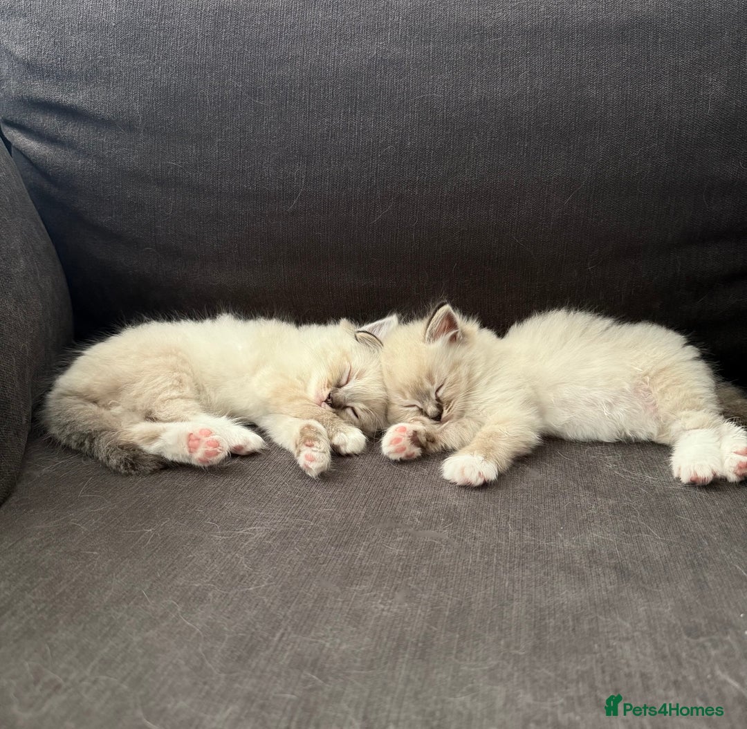 Ragdoll cats for sale: 7 beautiful seal/lynx point ragdoll kittens - Image 3