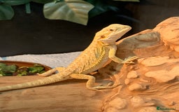Bearded Dragon reptiles for sale: Baby bearded dragons super friendly  - Image 9