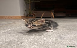 Domestic Shorthair cats for sale: Tabby kitten - Image 6