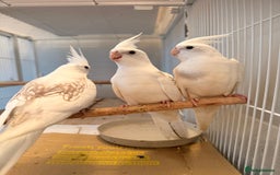 Cockatiels birds for sale: Beautiful baby cockatiels  - Image 3