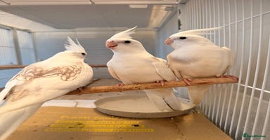 Cockatiels birds - Advert 4