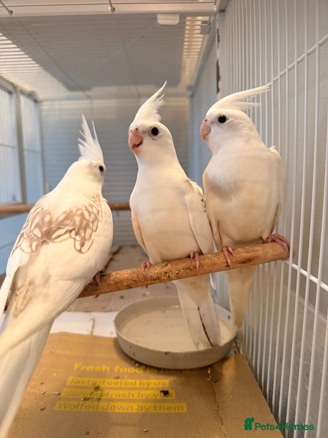 Cockatiels birds for sale: Beautiful baby cockatiels  - Image 3