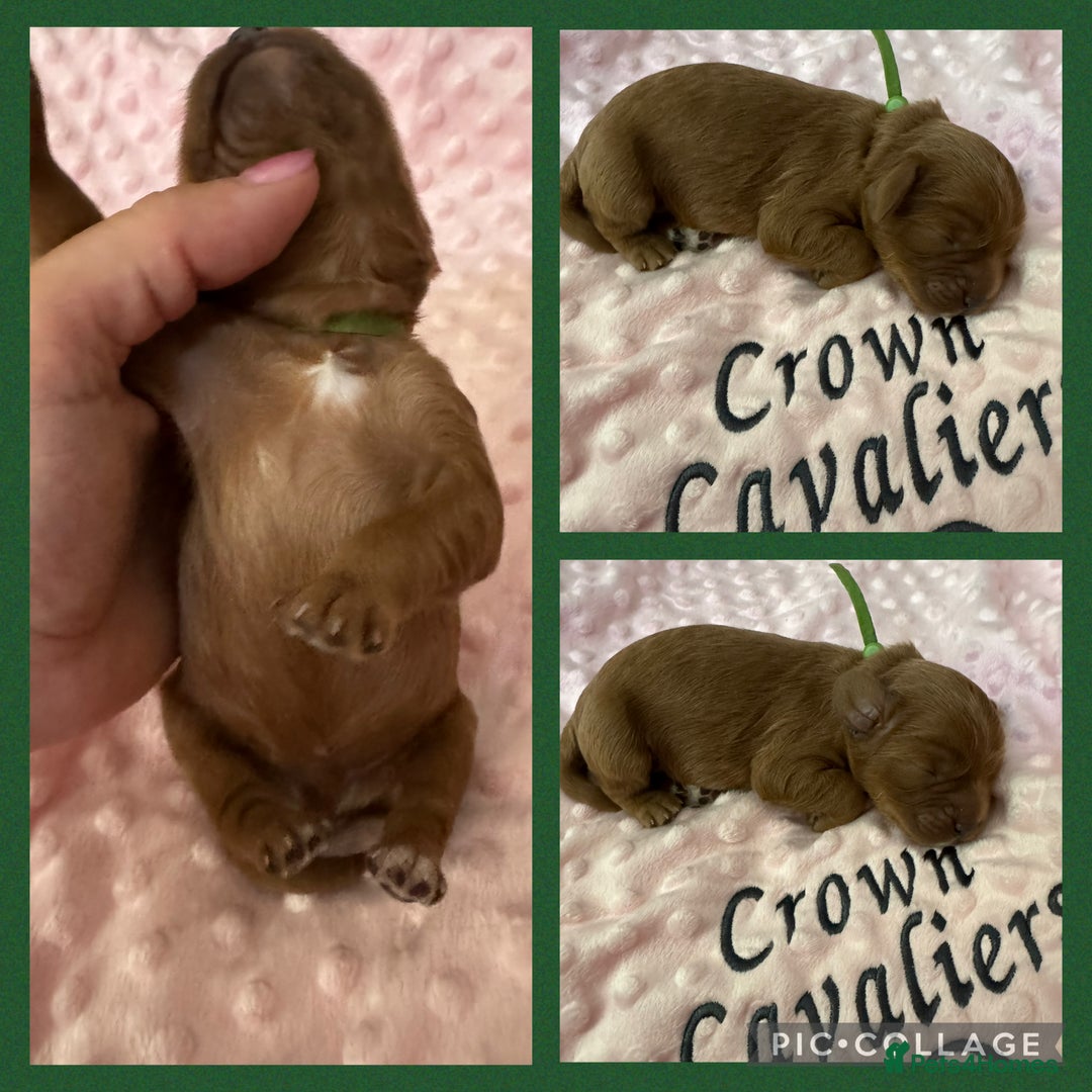 Cavapoo dogs for sale: F1 RED CAVAPOOS LICENSED KC HEALTH TESTED PARENTS  - Image 15