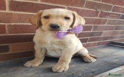 Labrador Retriever dogs for sale: KC Registered Labrador puppies  - Image 18