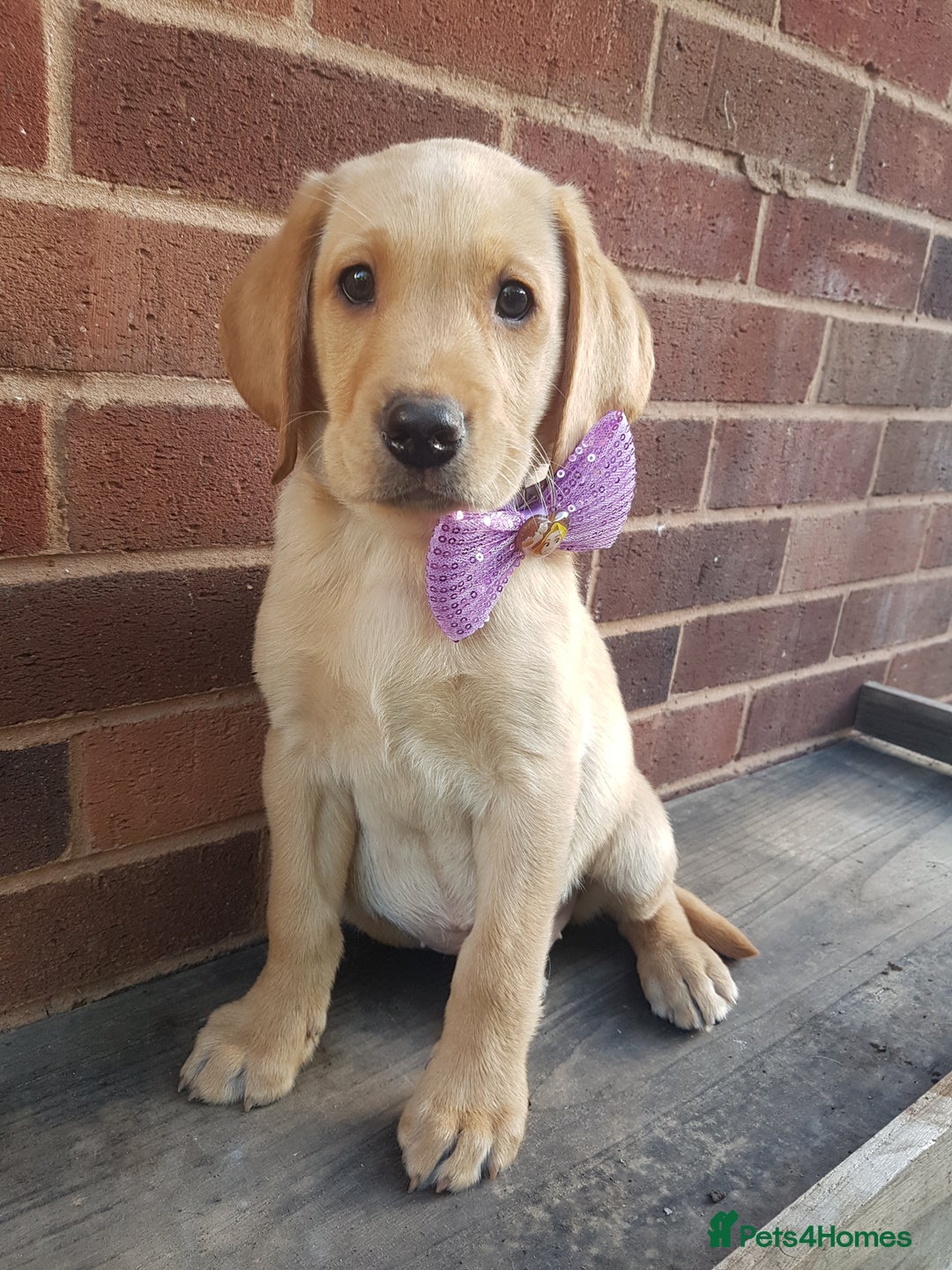 Labrador Retriever dogs for sale: KC Registered Labrador puppies  - Image 18