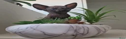 Sphynx cats for sale: 🐾 ADORABLE SPHYNX KITTEN BOY FOR SALE 🐾 - Advert 1