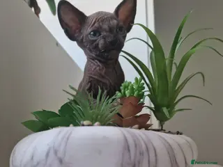 Sphynx cats 🐾 ADORABLE SPHYNX KITTEN BOY FOR SALE 🐾 - Advert 1