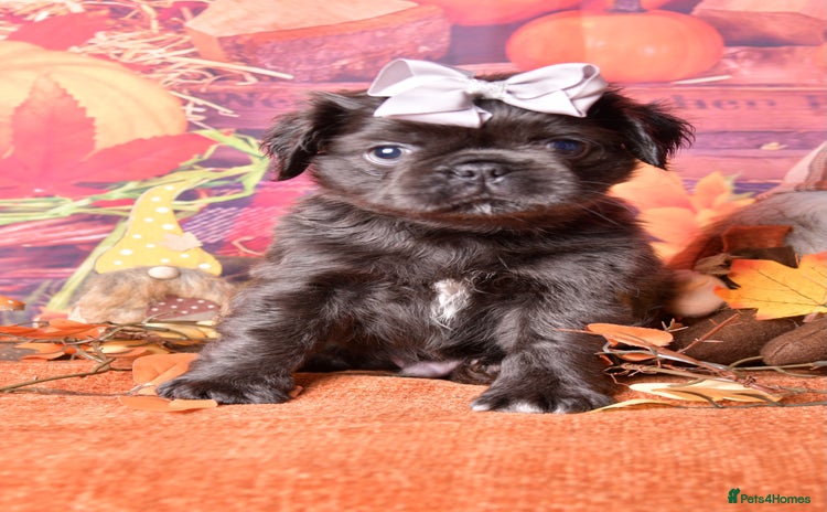 Pug dogs - Advert 2