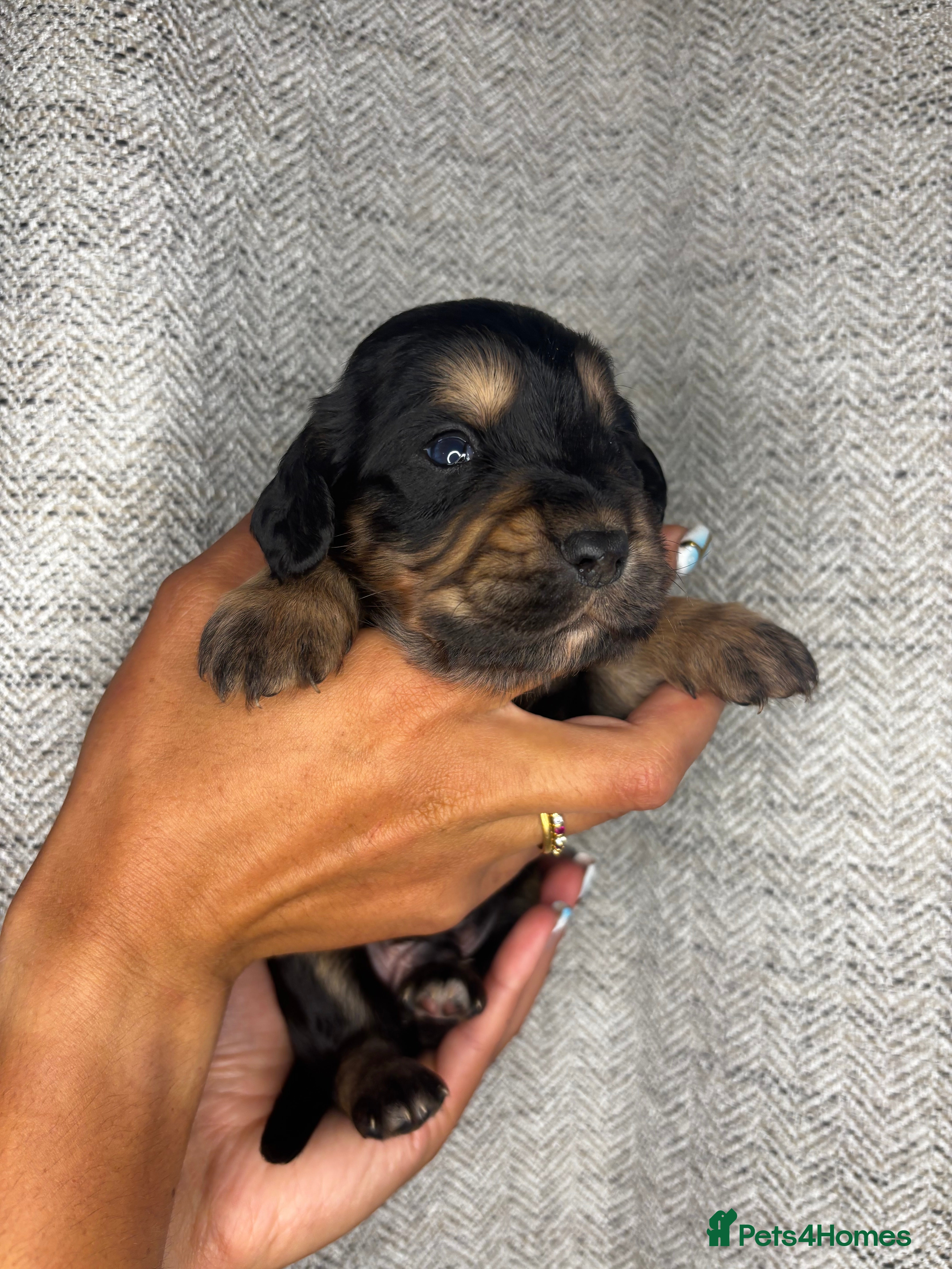 Cocker Spaniel dogs Beautiful Working Cocker Spaniel Puppies - Advert 2