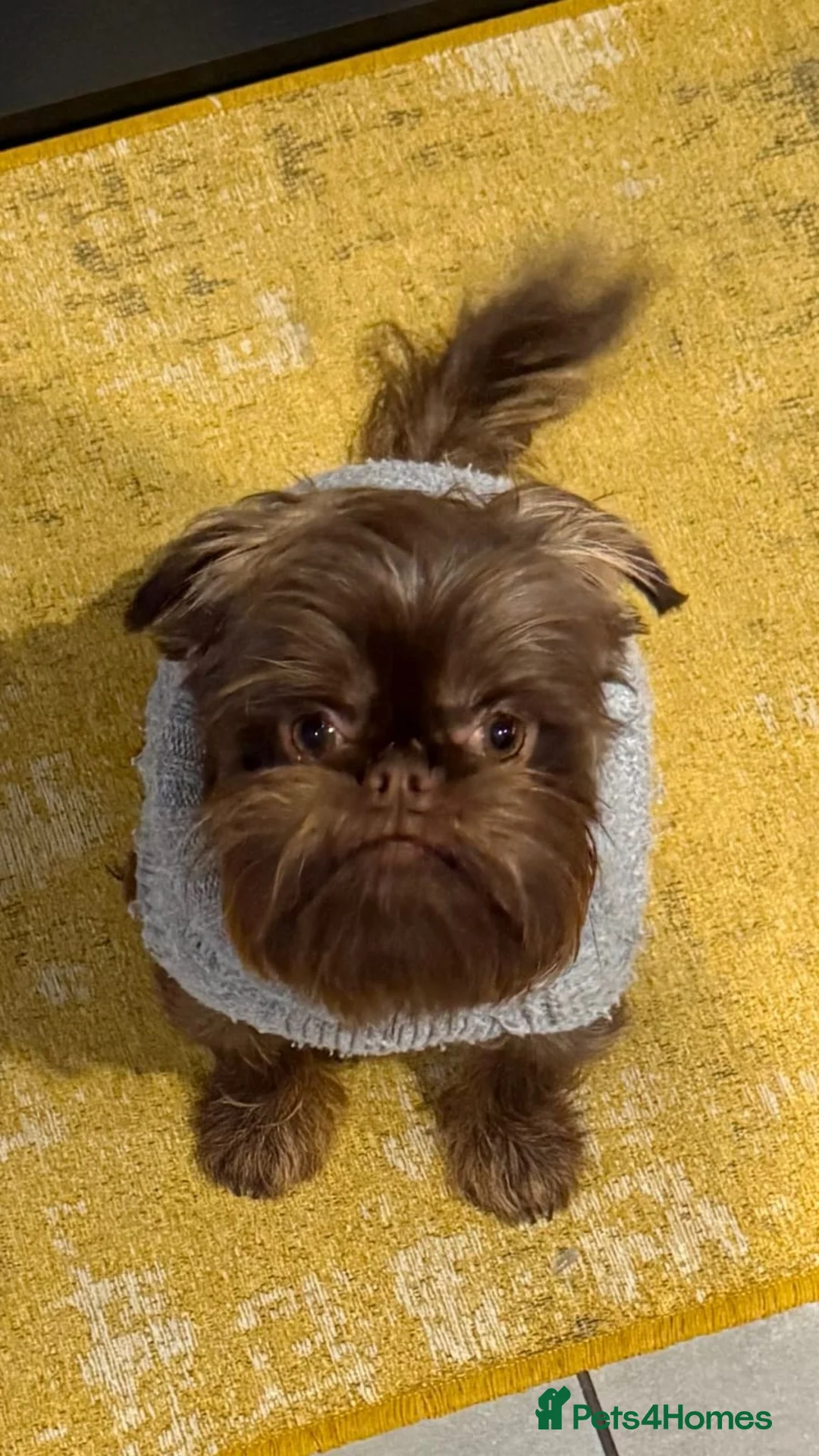 Griffon Bruxellois dogs for sale: Adorable chocolate boy - Advert 9