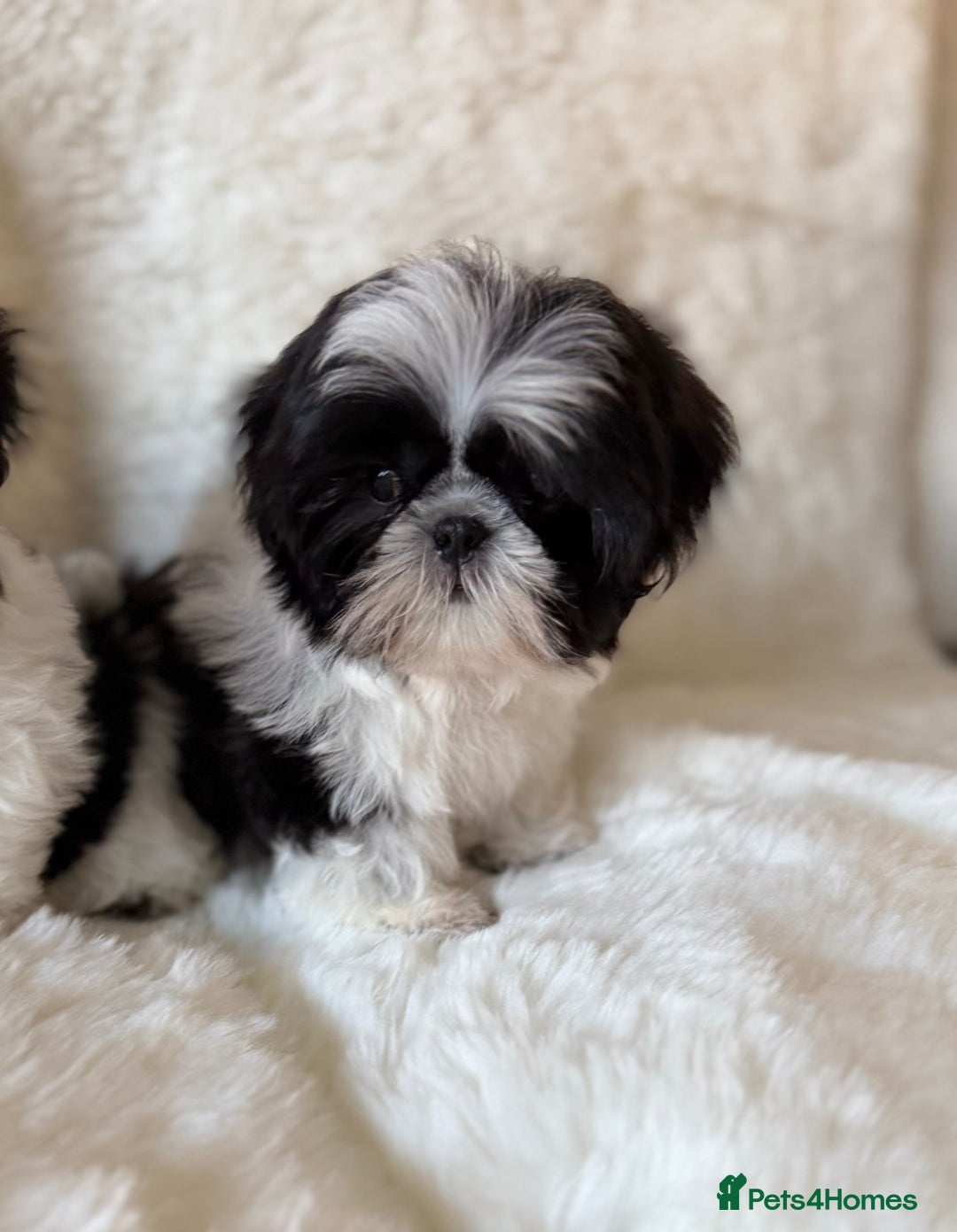 Shih Tzu dogs for sale: AMERICAN IMPERIAL SHIH TZU PUPPIES - Advert 3