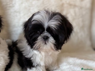 Shih Tzu dogs AMERICAN IMPERIAL SHIH TZU PUPPIES - Advert 10