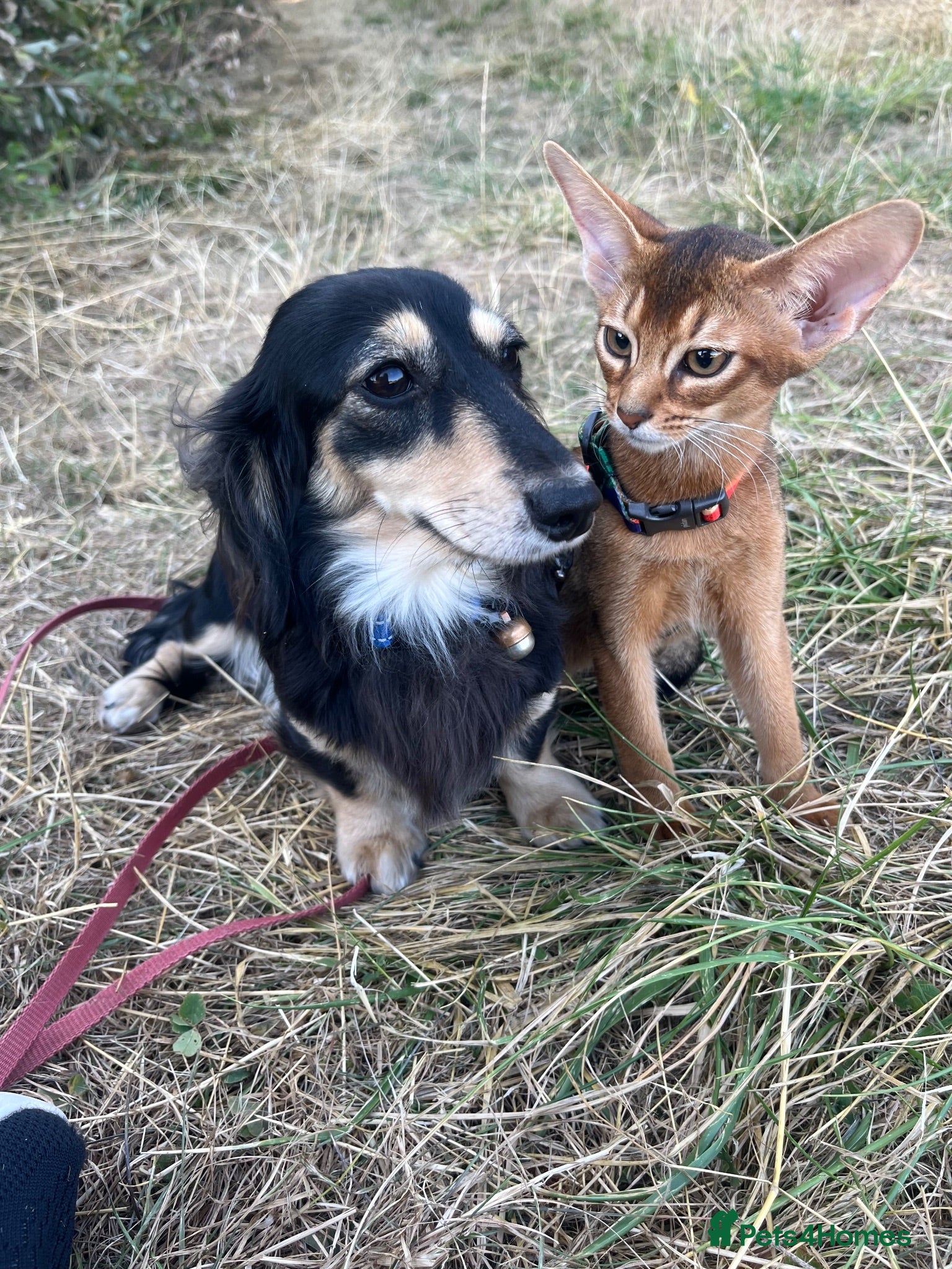 Abyssinian cats for sale: Adorable Abyssinian kittens - Advert 1